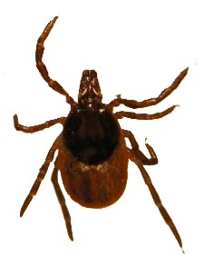 Tick insect PNG-51898